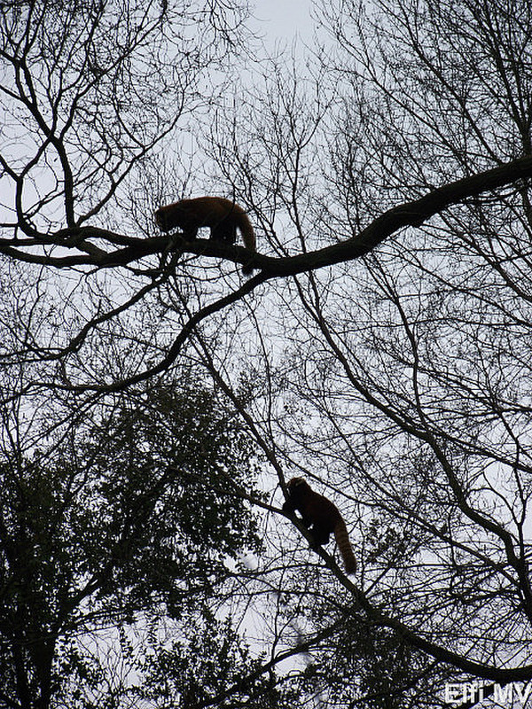 red pandas in the tree