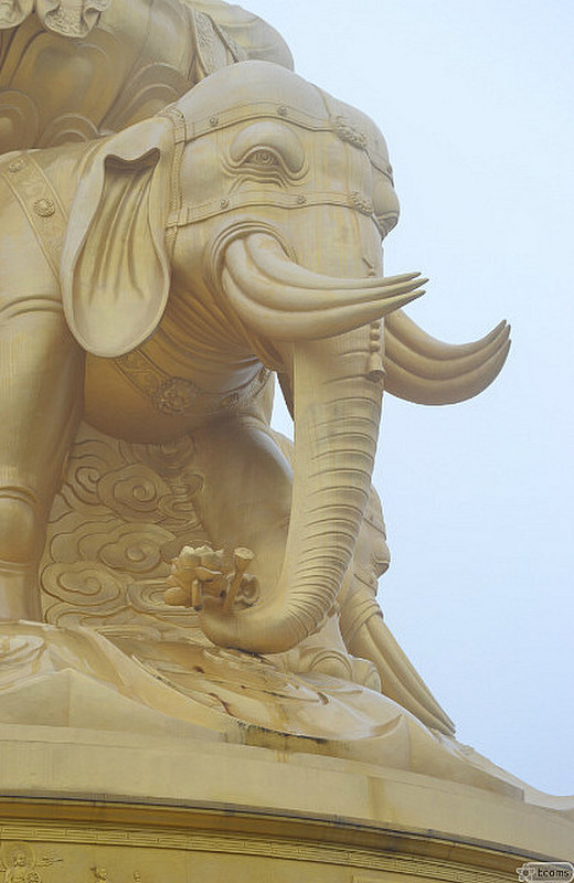 detail of elephant