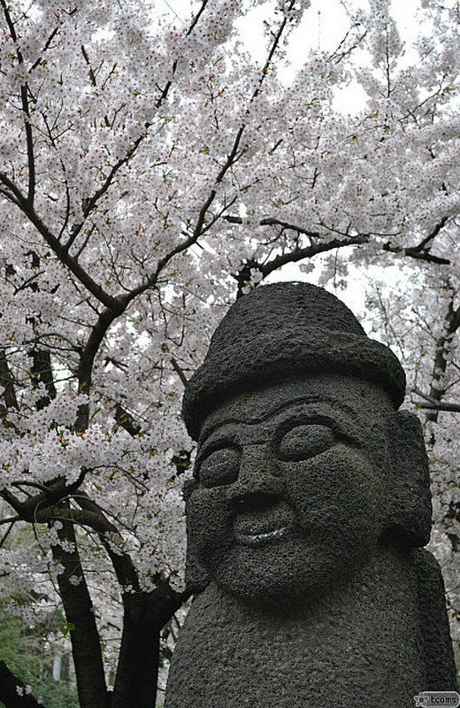 Jeju-do icon and cherry blossom