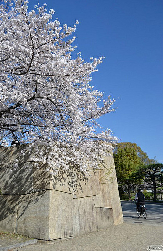 Sakura and wall of Osaka castle