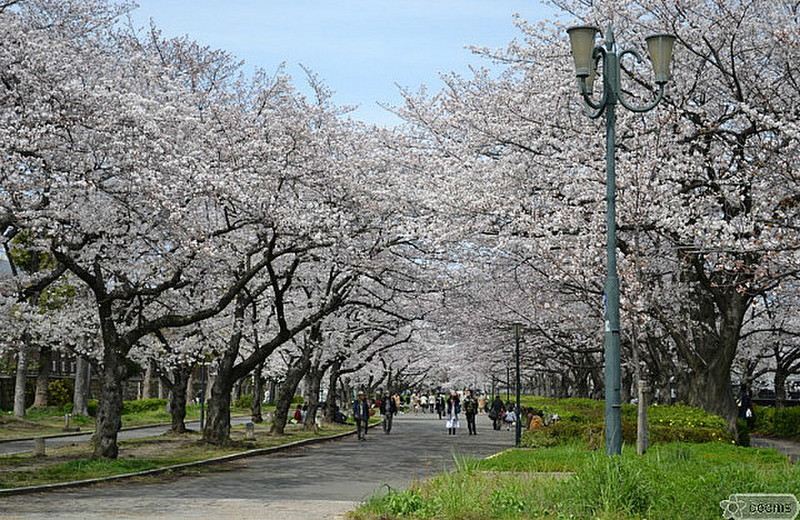 Sakuranomiya park