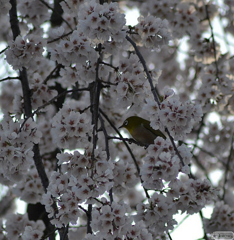 bird and sakura