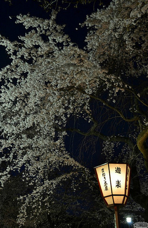 sakura by night
