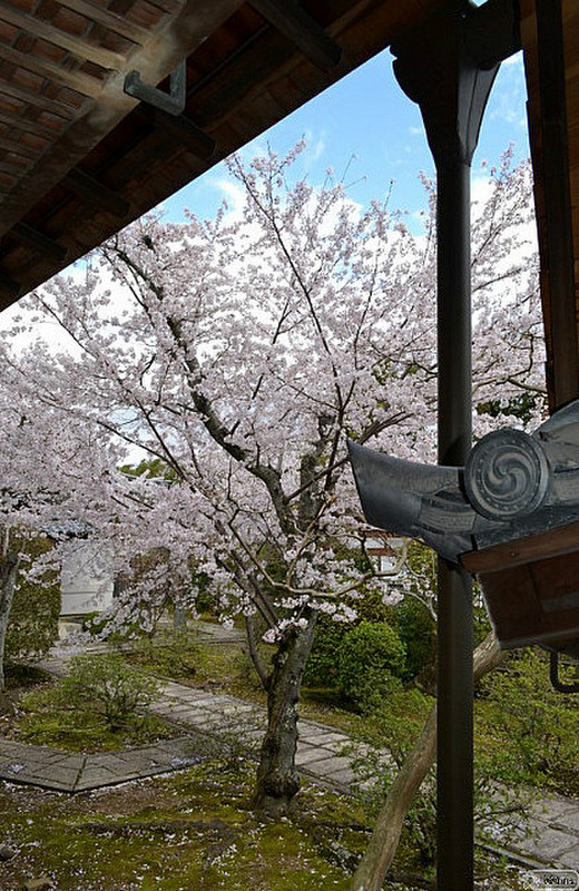 cherry tree in Tenryu-ji 