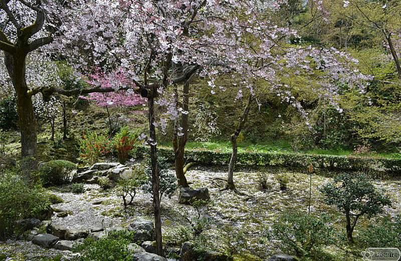cherry blossoms carpet in Tenryu-ji garden