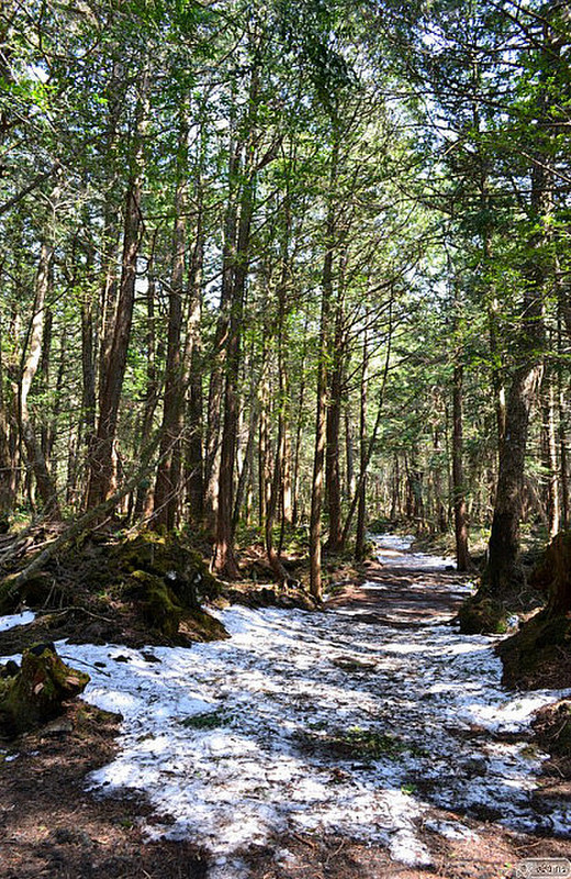 trace of snow in the forest