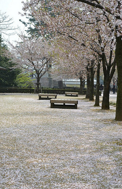 a carpet of chery blossoms