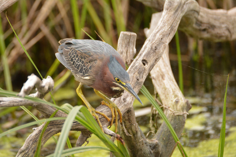OUR LUNCH FRIEND THE GREEN HERON