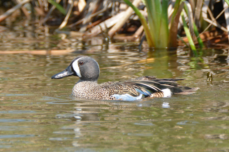 Can't stop loving the blue-winged teals