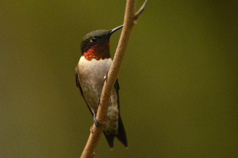 Red throated hummer