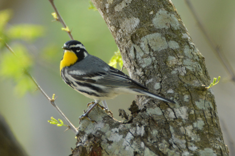 Yellow throated warbler