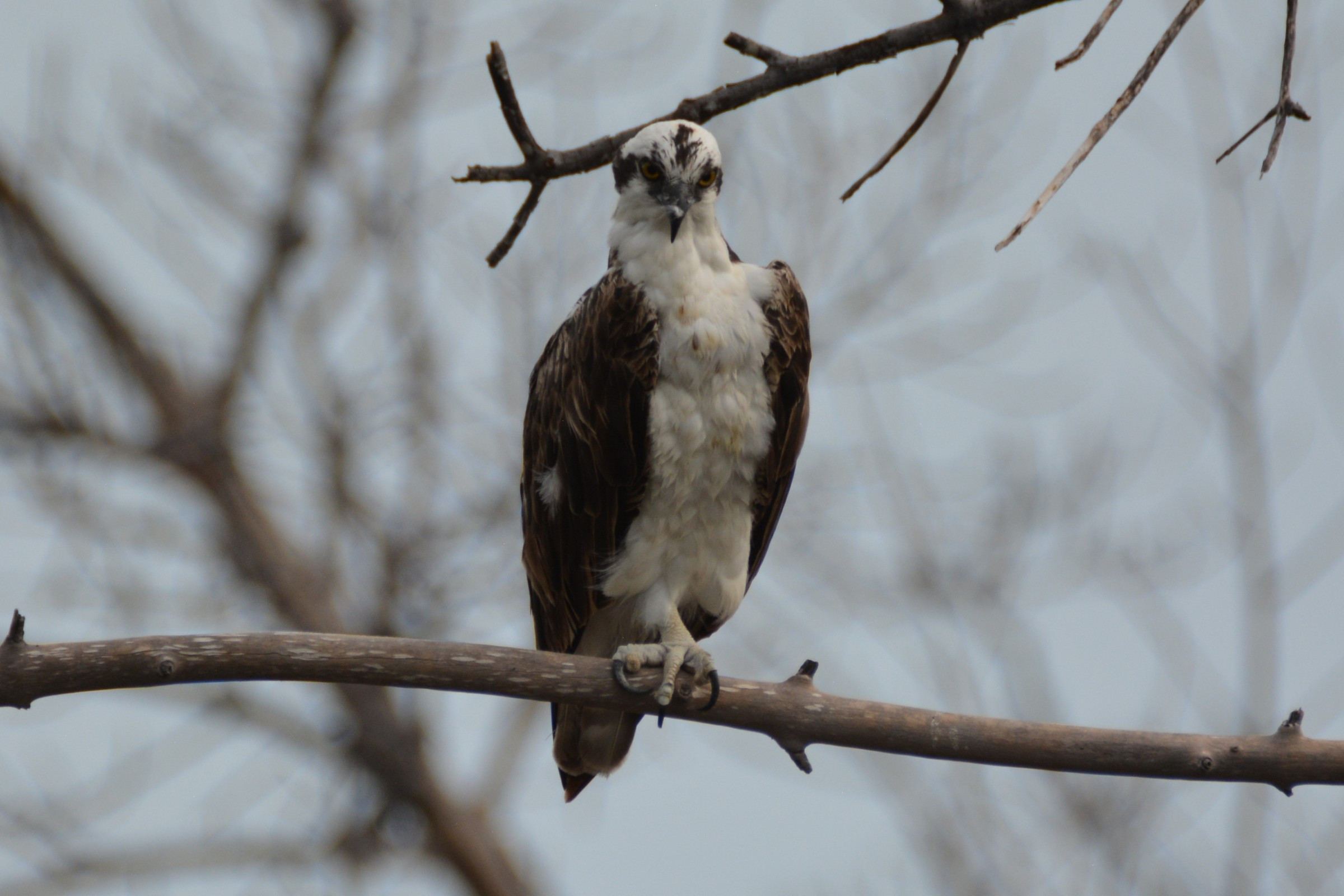 osprey-photo