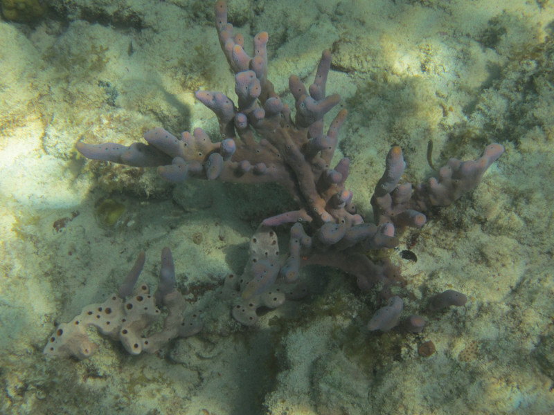 Purple branch coral