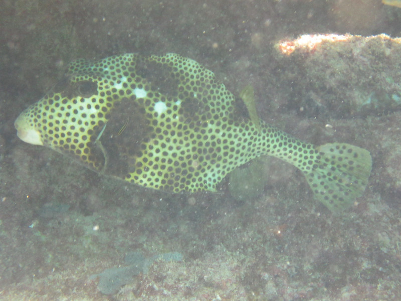 Spotted trunkfish much rarer