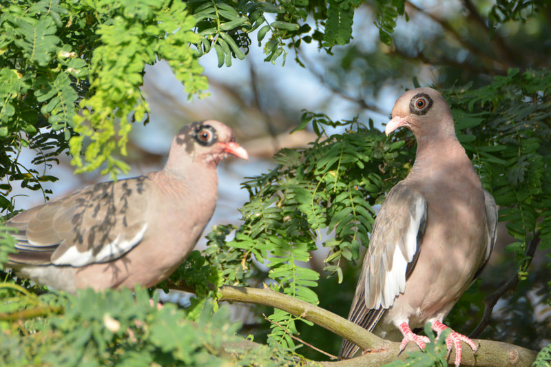 x Aruba pigeons