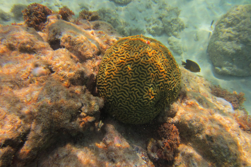 Head Coral