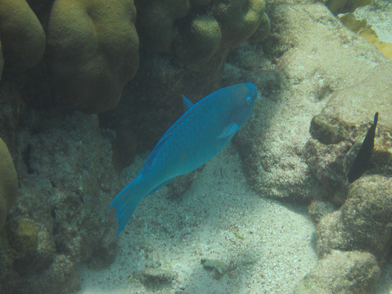 Blueparrotfish