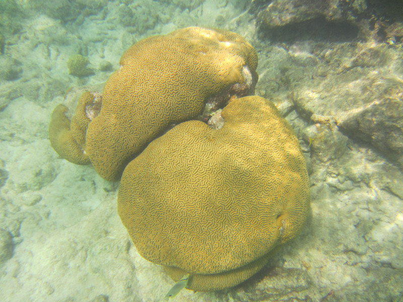 Brain coral