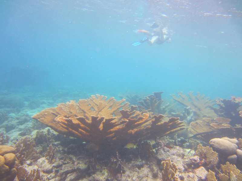 Elkhorn coral