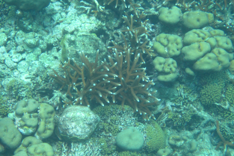 Staghorn coral