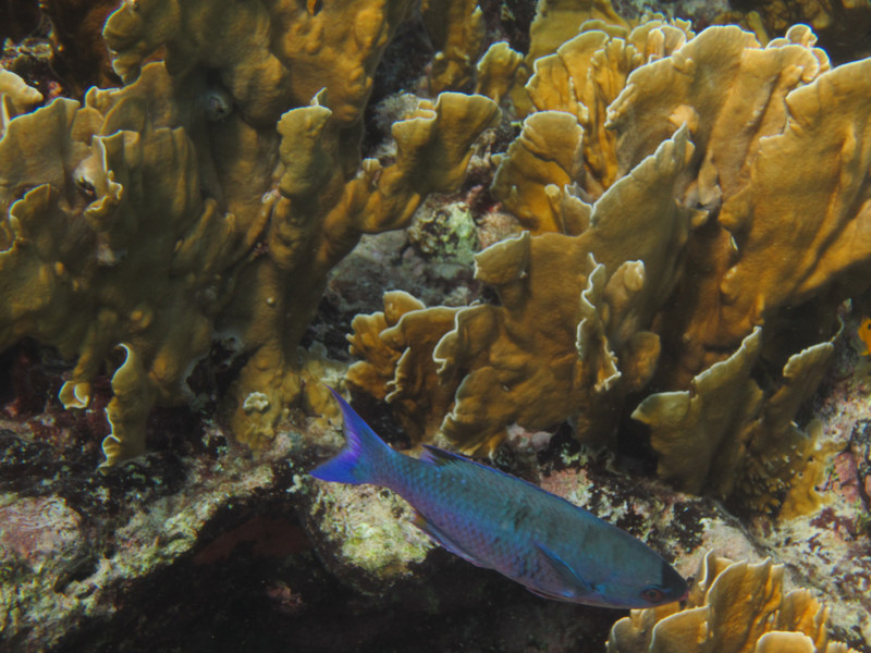Creole wrasse