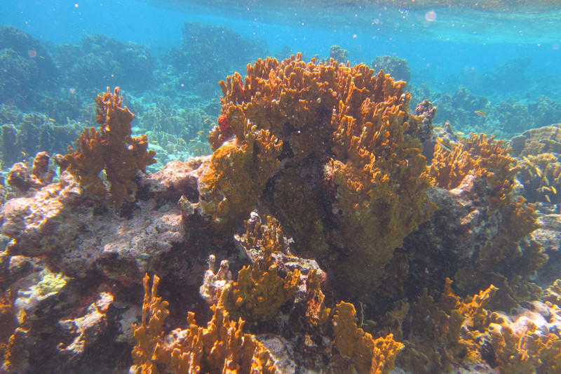 Fire coral at  Mangel Halto