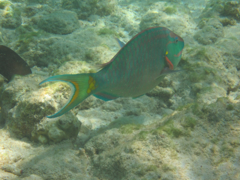 Stop Light Parrotfish abound