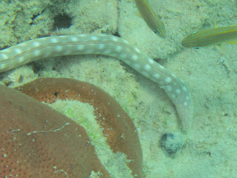 Sharp Tail Eel
