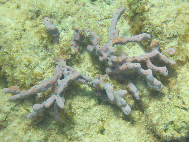 A purple branch coral