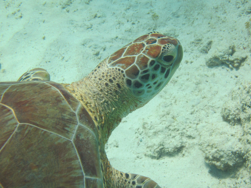 Arashi turtle closeup