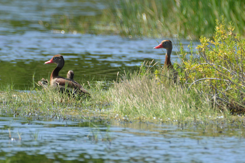 Two fulvous whistling ducks