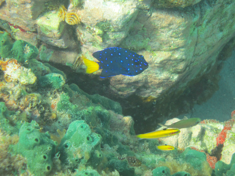 Yellow tailed damsel fish
