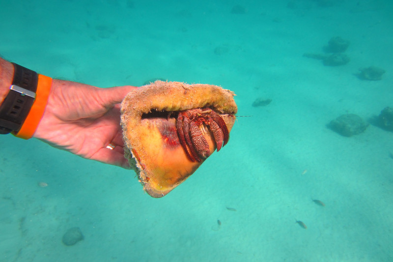 Giant Hermit  Crab in conch shell