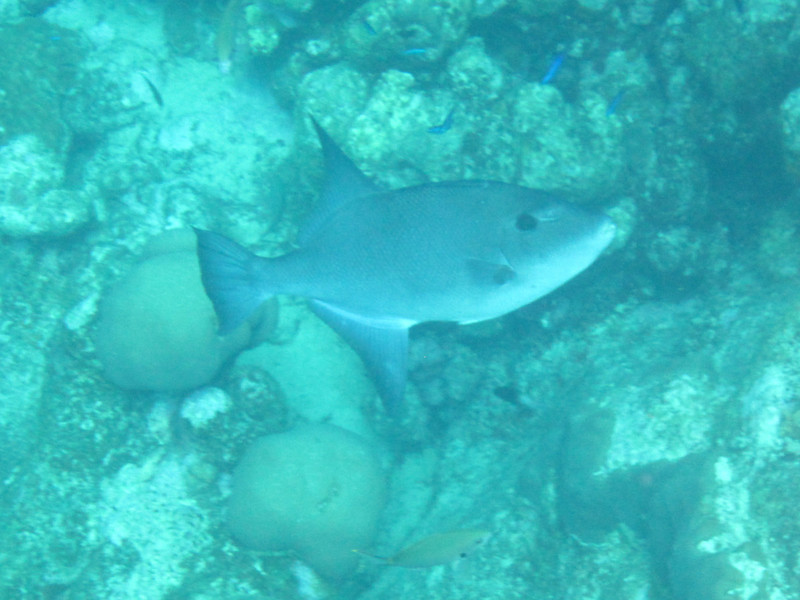 1 Ocean triggerfish in deep water