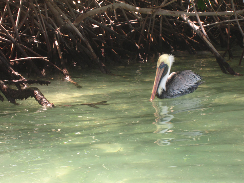 1 Pelican at Mangel Halto