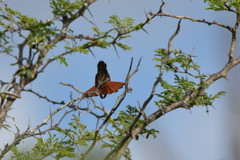 1 Ruby-topaz hummingbird dancing