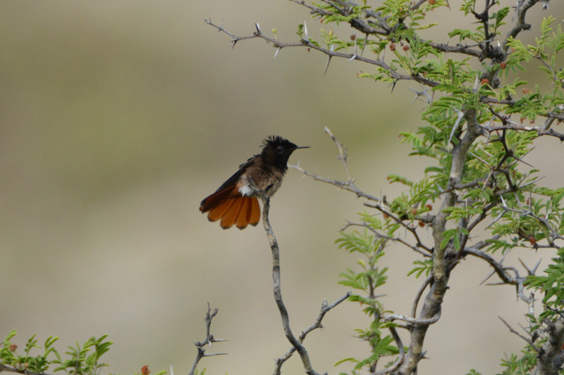 1 Ruby-topaz hummingbird