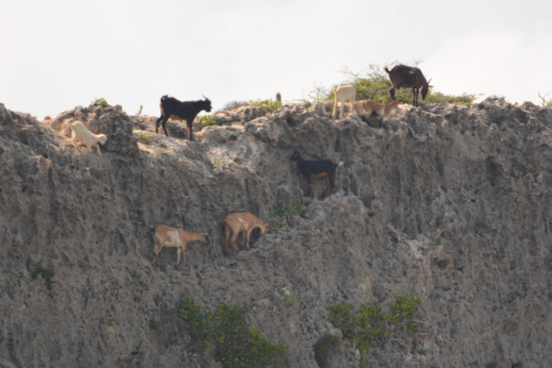Daring goats