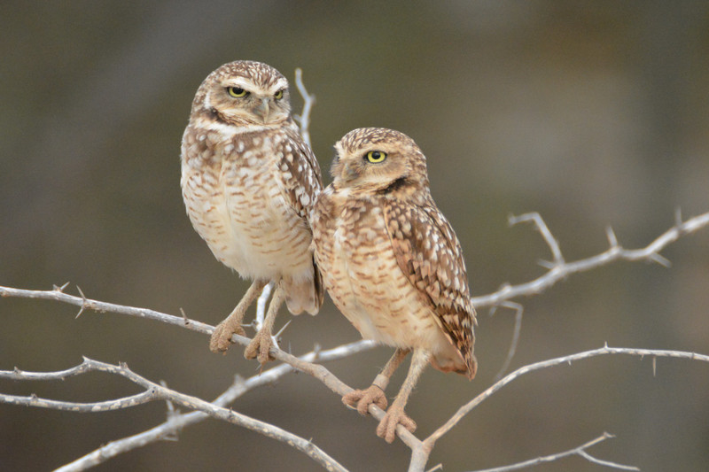 1 Owl pair at Spanish Lagoon