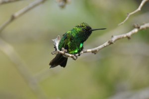 1 Blue tailed Emerald humming bird NEW for us