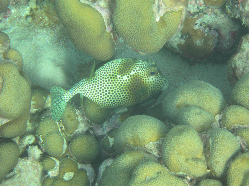 2 Spotted trunkfish