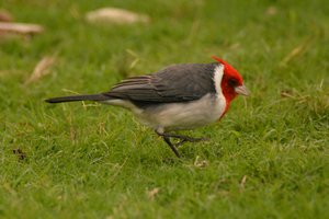 Red crested cardinal