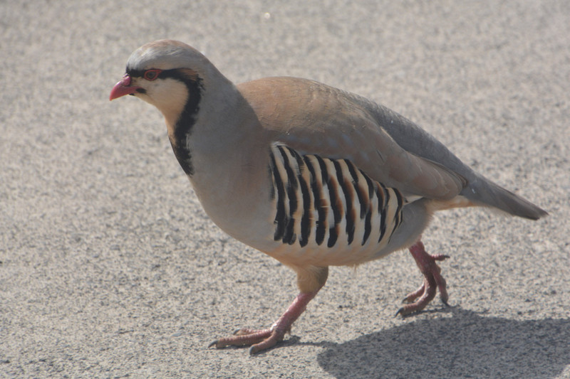 3Chukar