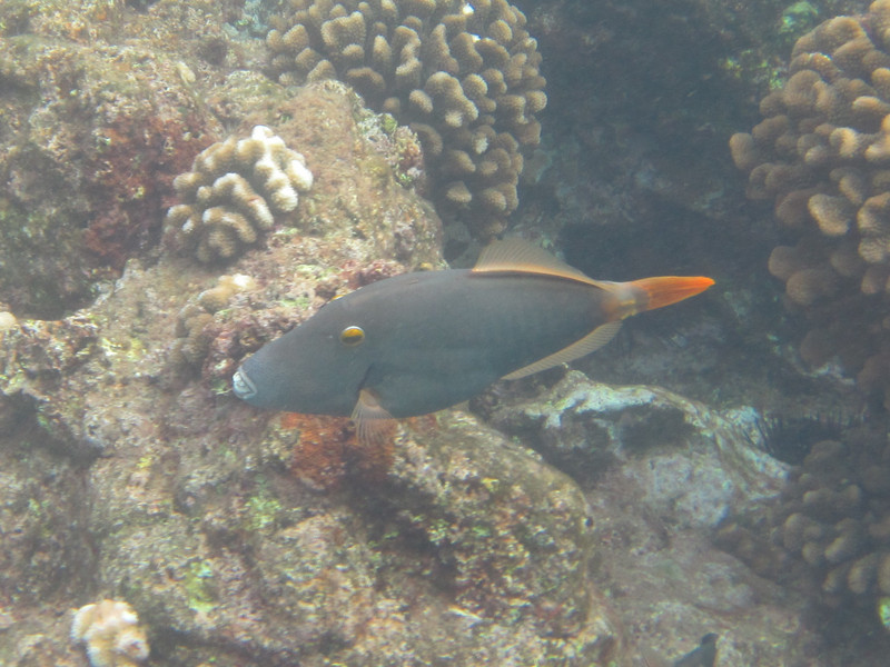 SPECTACLED PARROTFISH