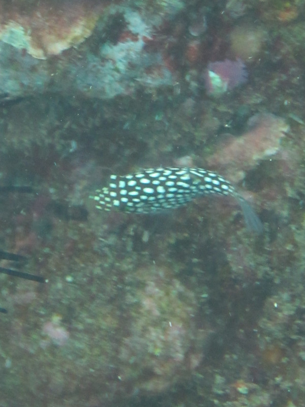 SPOTTED PUFFERFISH