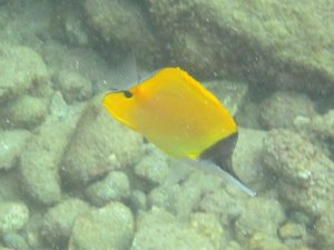 LONG-NOSE BUTTERFLYFISH