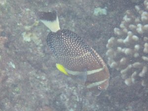 WHITE-SPOTTED SURGEONFISH