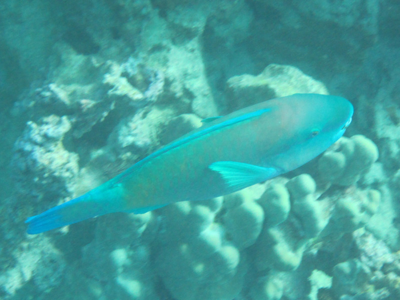 PARROTFISH EMBER