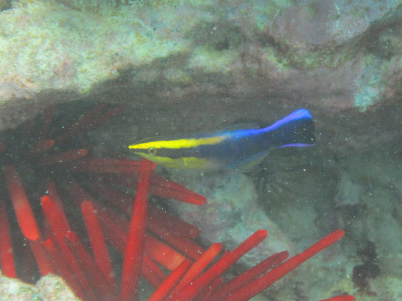 tiny cleaner wrasse