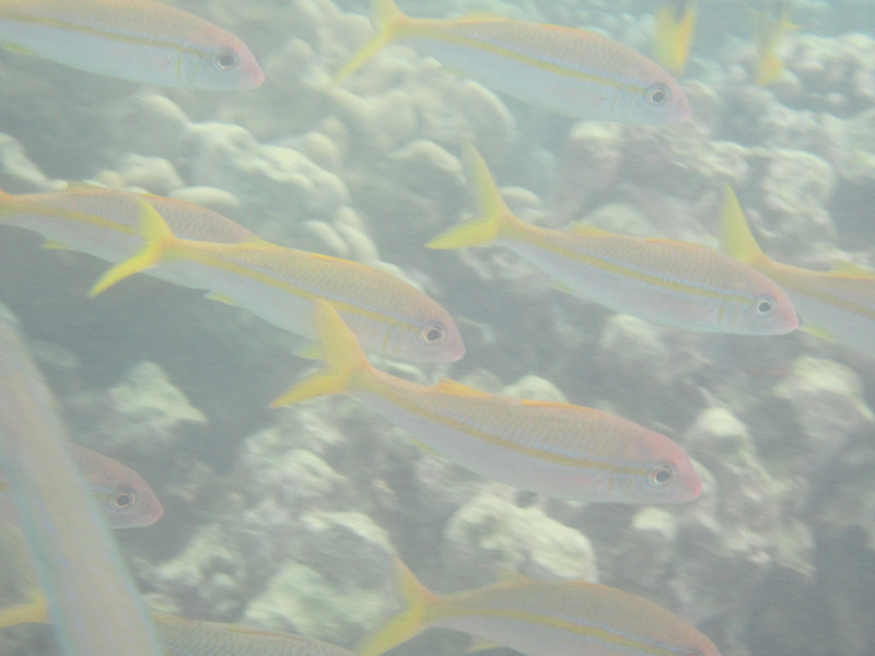 yellow-tailed goatfish abound
